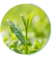 prosta peak ingredients greentea