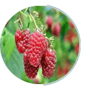 prosta peak ingredients raspberry